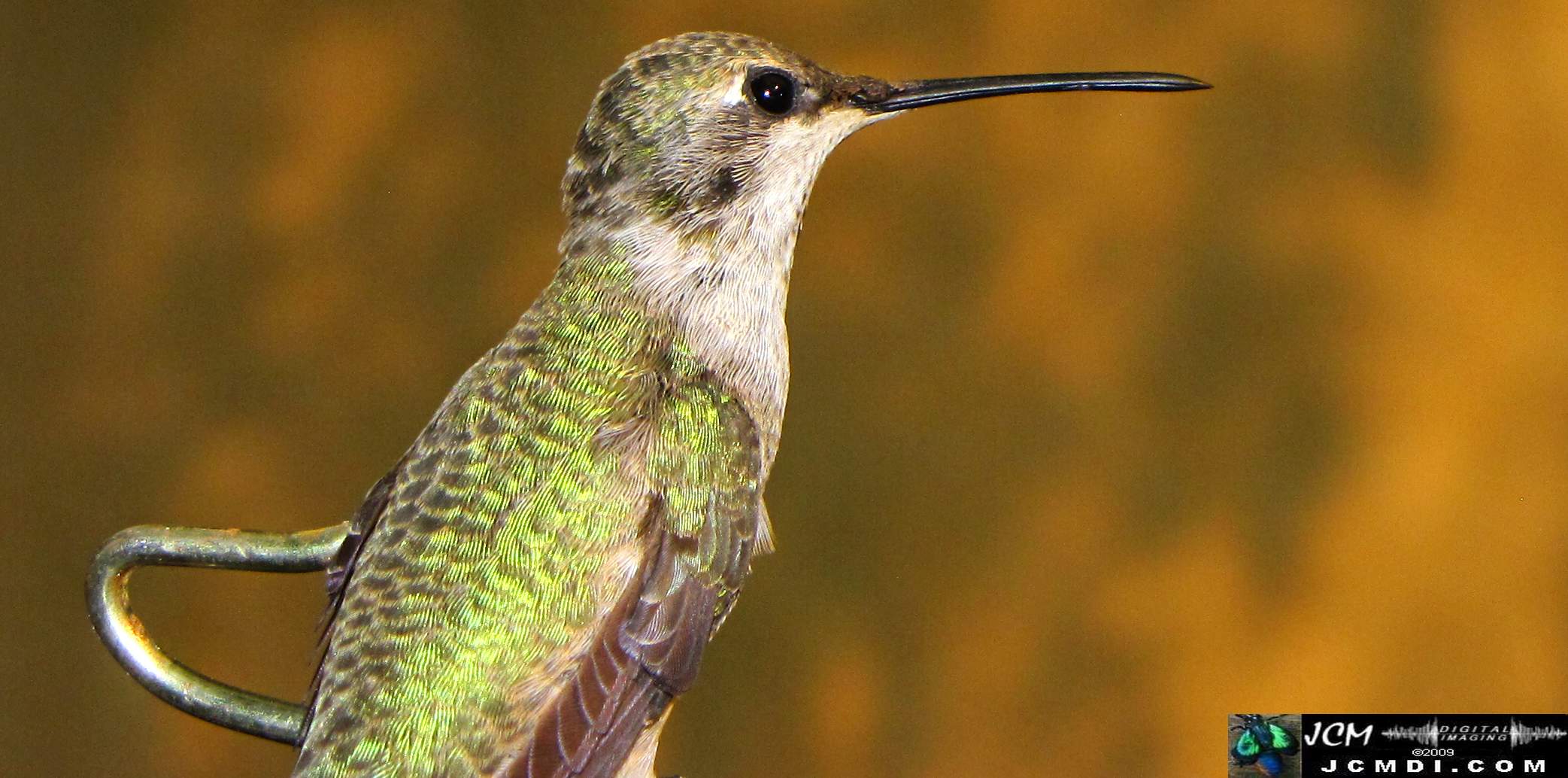 Hummingbird photo captured from Robo-Cam Motion Detection at JCMDI.COM